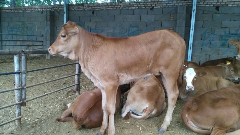黄牛100~200kg
