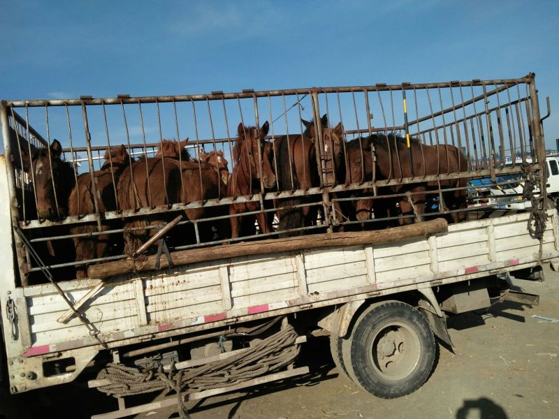 蒙古马100~200kg