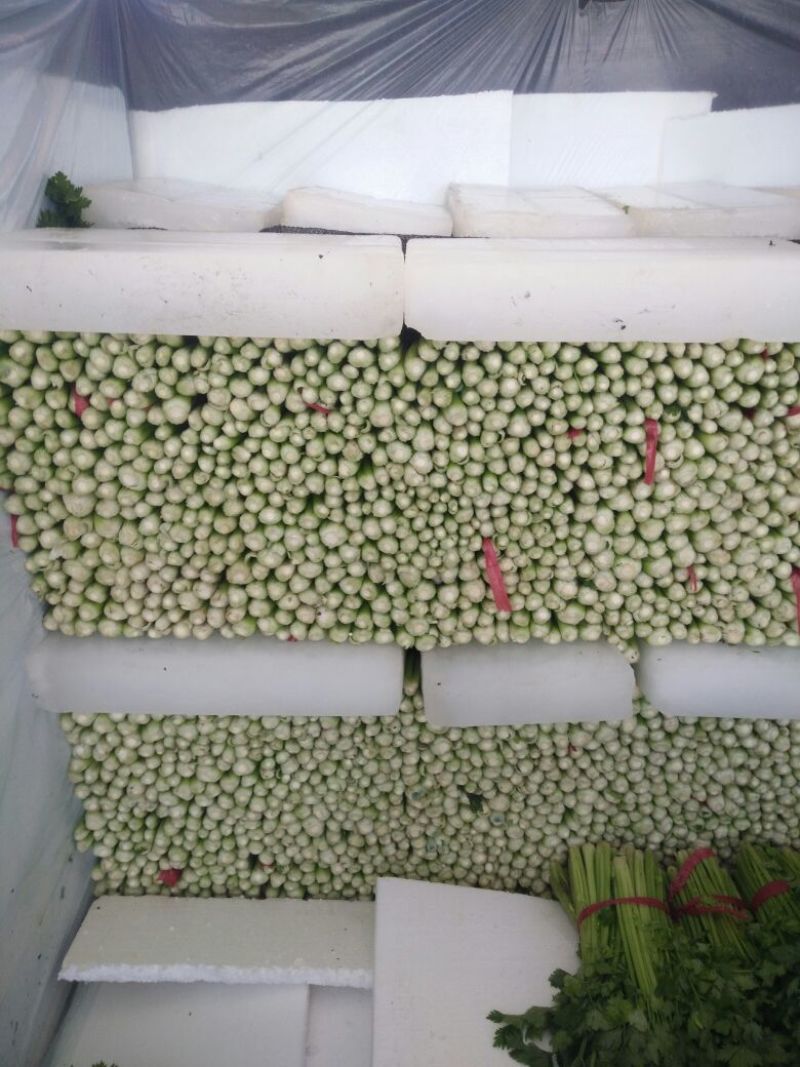白花菜散装