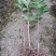 【推荐】桂花苗桂花大小苗产地直销成活率高量大从优