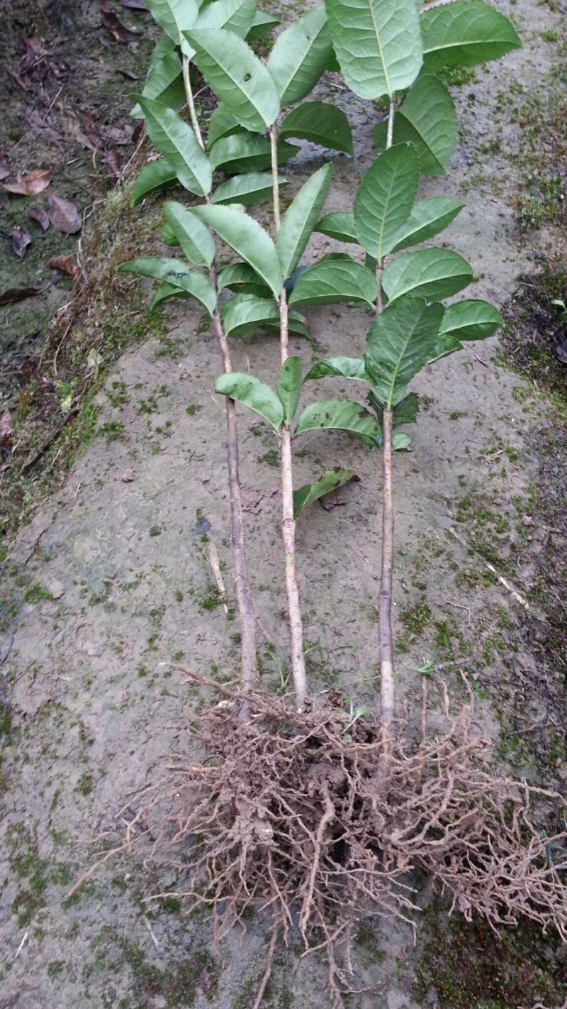 【推荐】桂花苗桂花大小苗产地直销成活率高量大从优