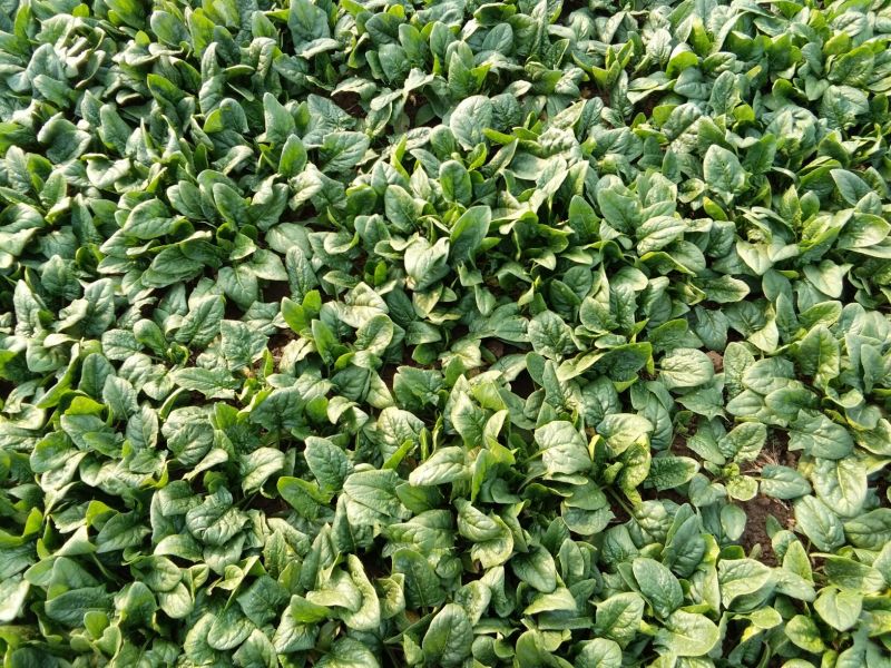大叶菠菜15~20厘米