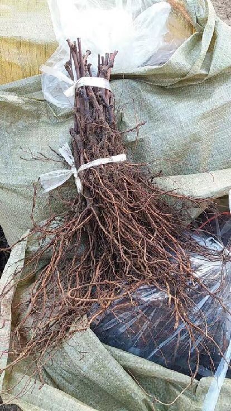 赤霞珠葡萄苗清地处理中，一棵也是批发价格，需要的抓紧联