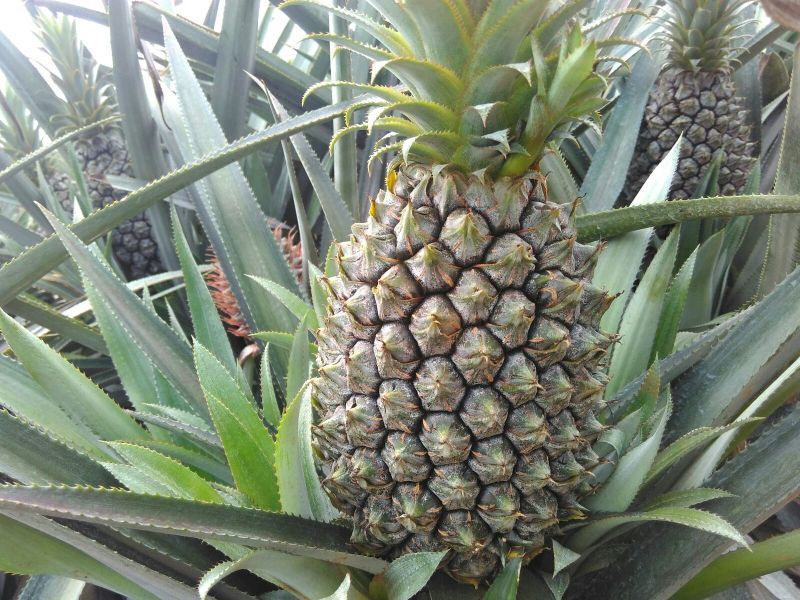 菠萝1.5~2斤