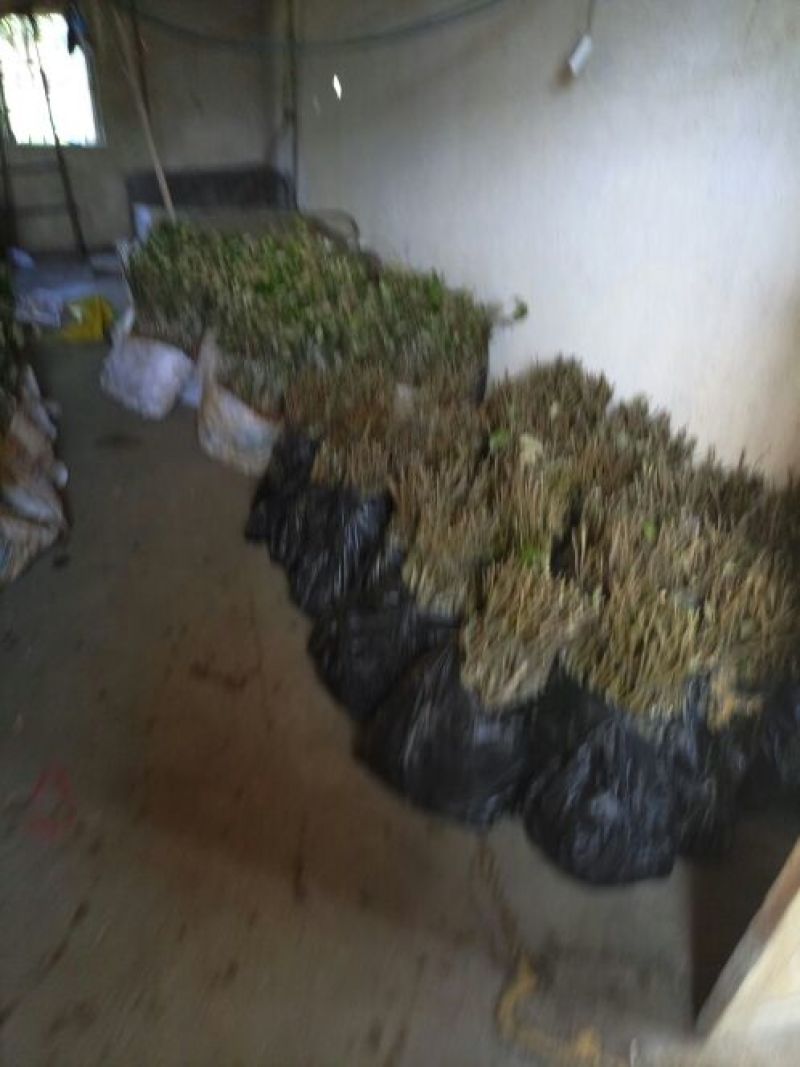 青枣苗30~50cm