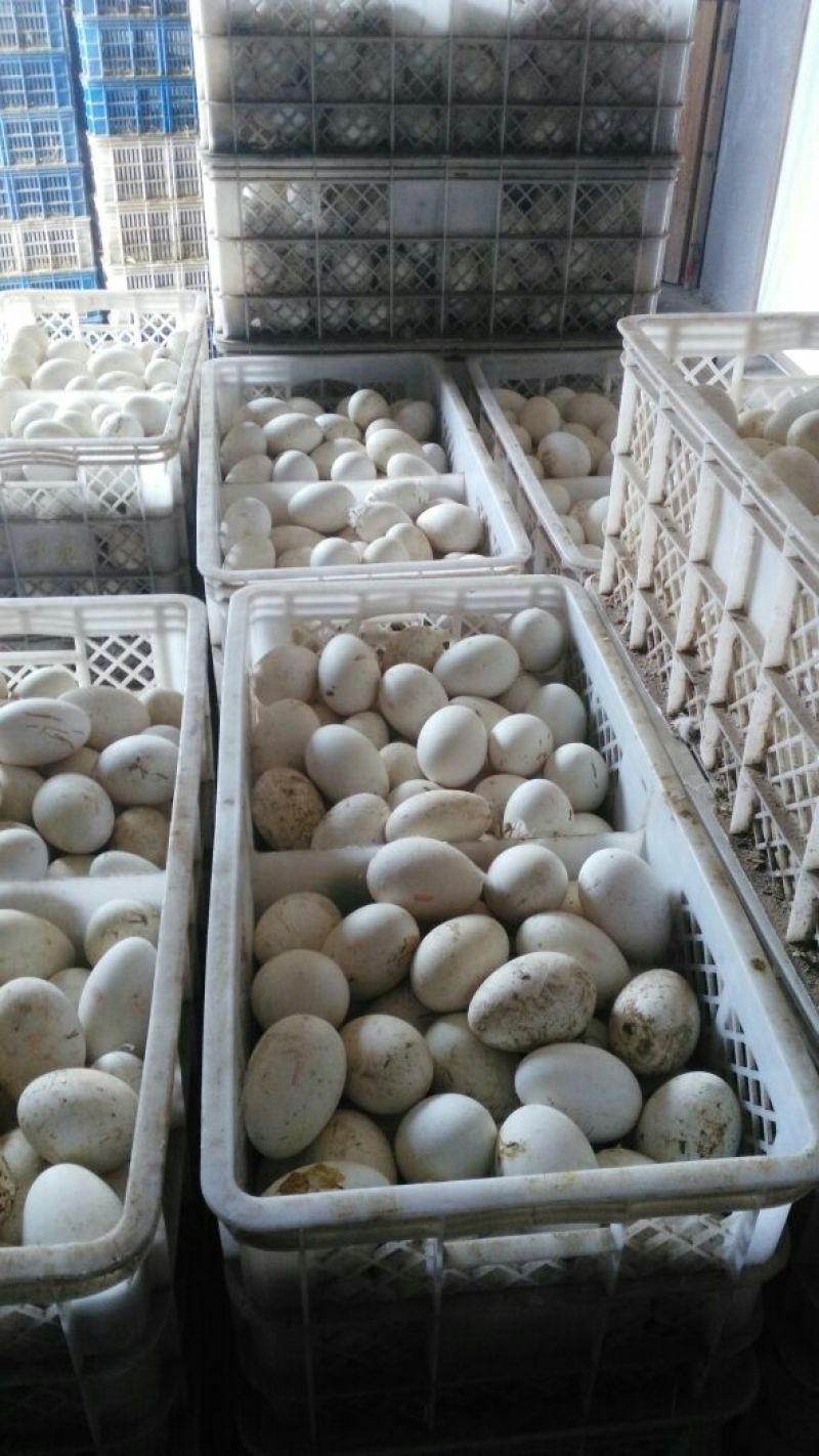 纯种霍尔多巴基鹅苗出售，泰州，皖杂