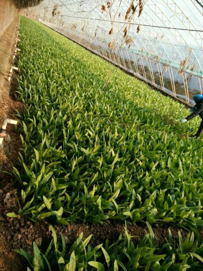油麦菜25~30厘米以上