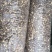 干香菇1.8~2.5cm