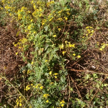 野菊花统货