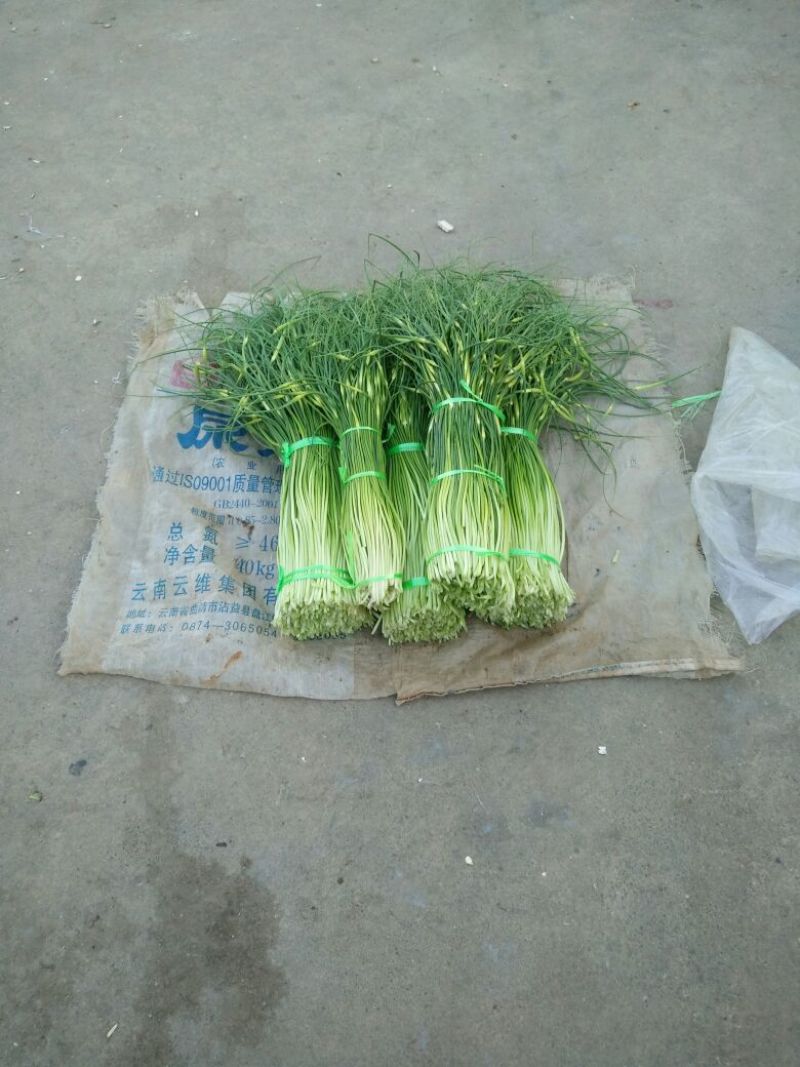 蒜薹70厘米以上，百戶营，新知幼儿园