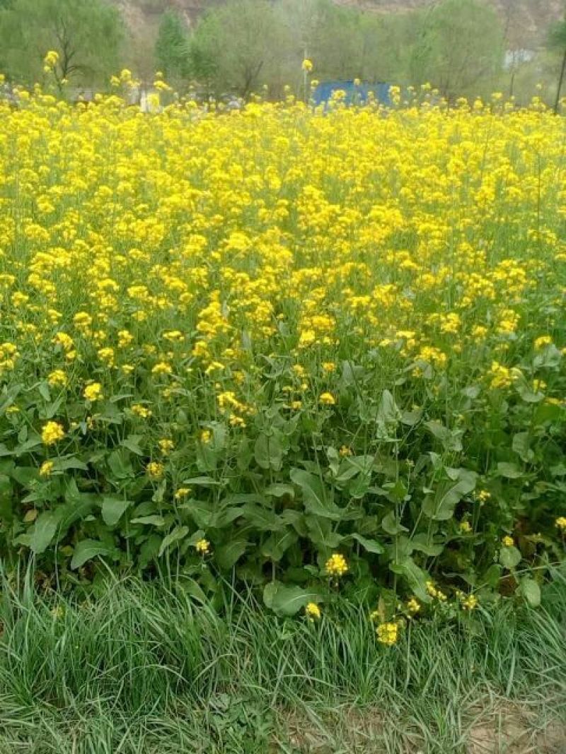 菜油三级