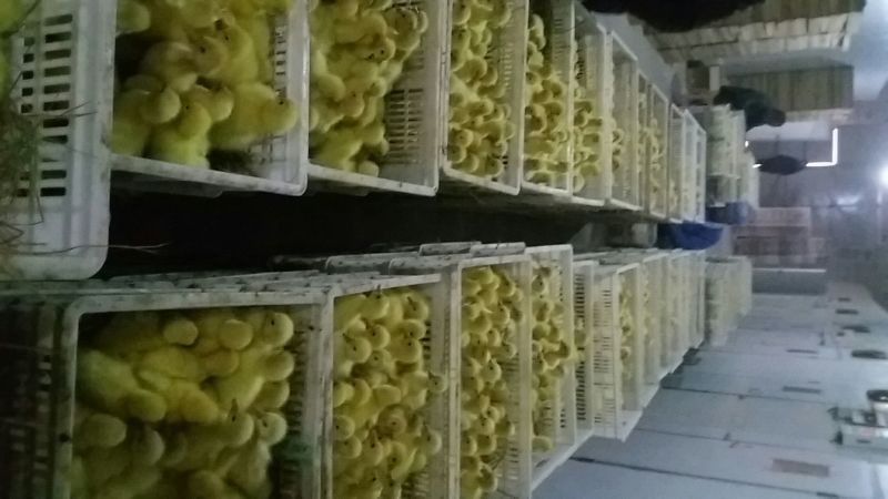 鹅蛋孵化