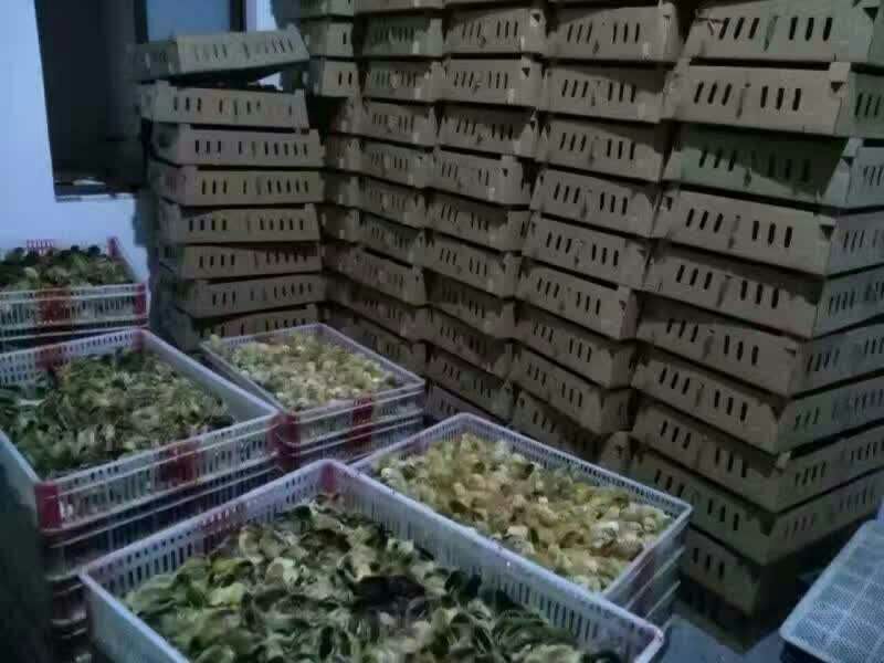 土鸡苗250克以下脱温苗