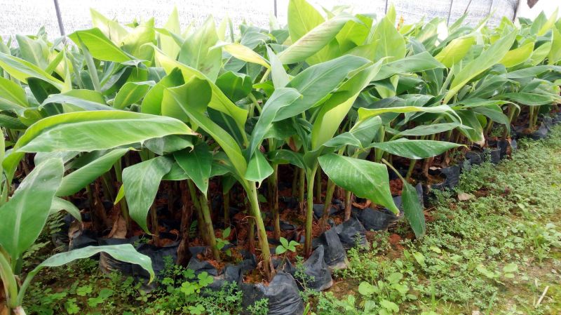 香蕉苗威廉斯B6香蕉苗