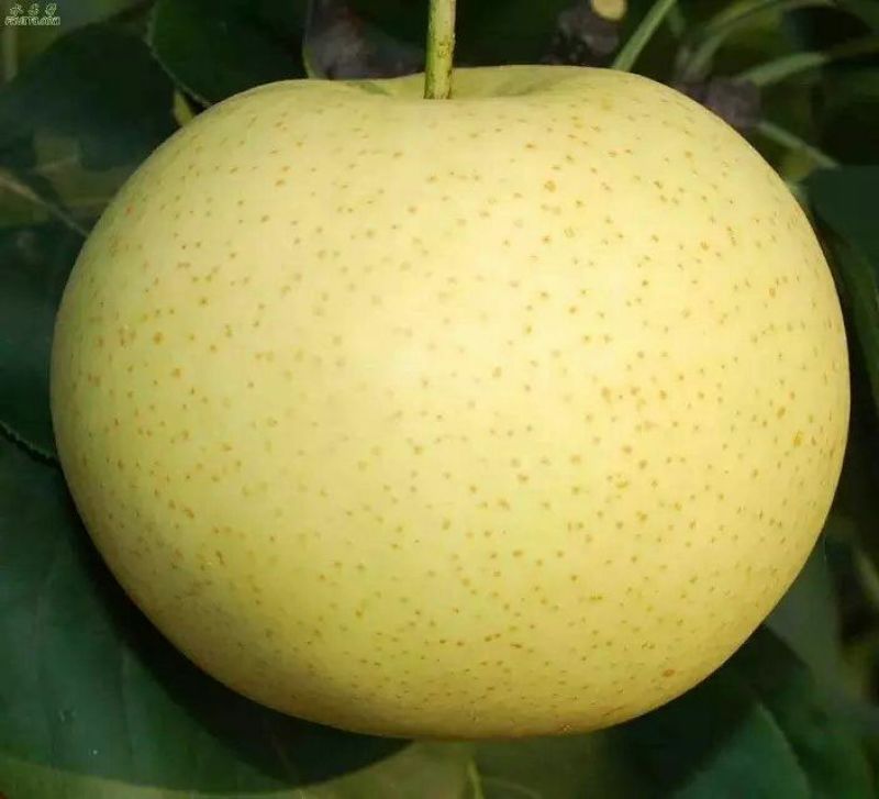 黄金酥梨300~350g纸袋