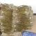 铁皮石斛盆花