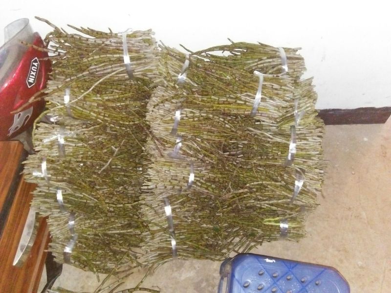 铁皮石斛盆花