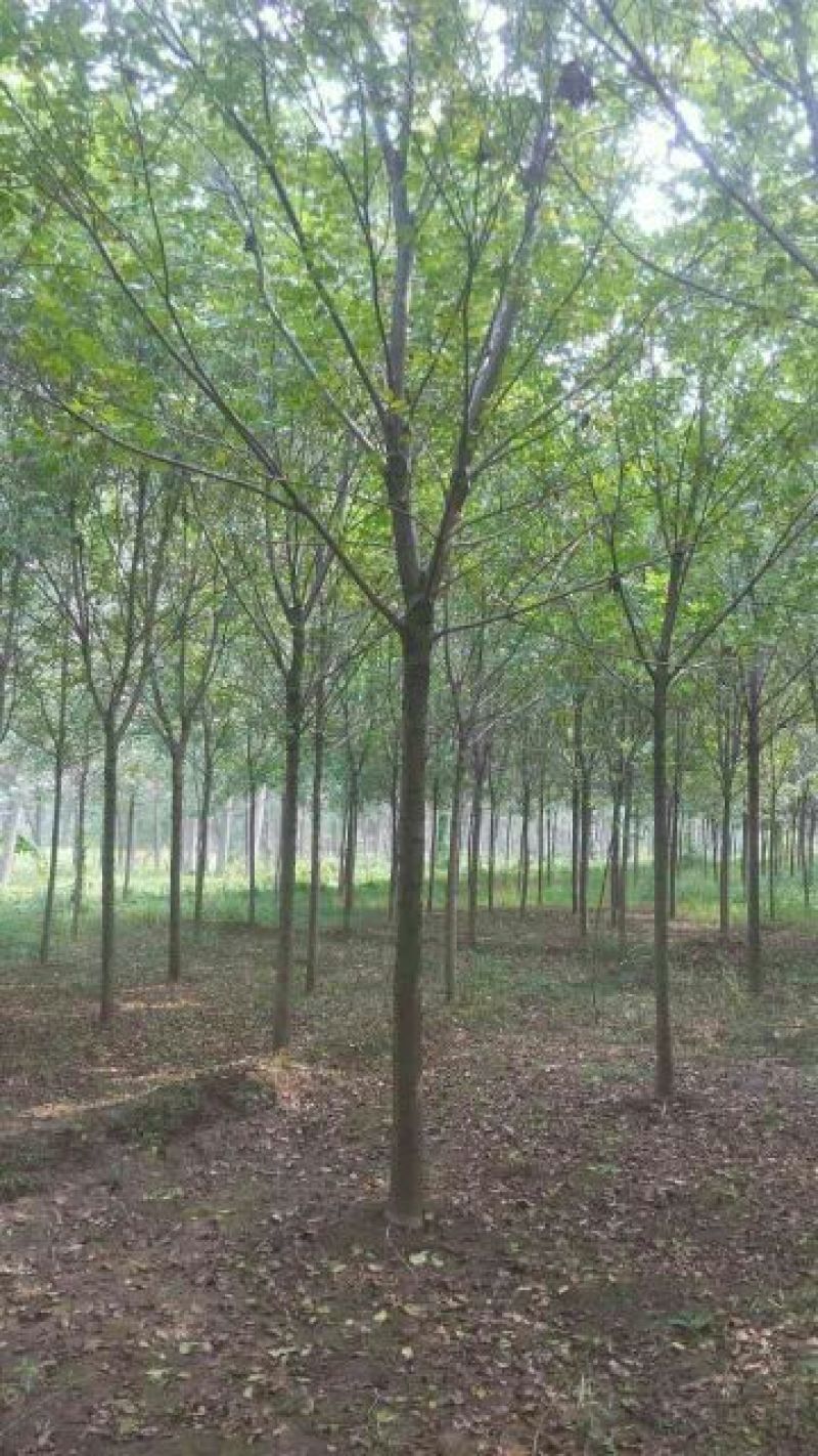 速生白蜡6~8cm8~10cm