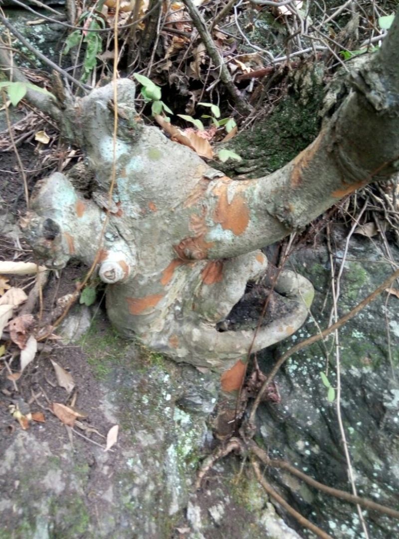 小叶榆树18~20cm4~6cm0.5~1m