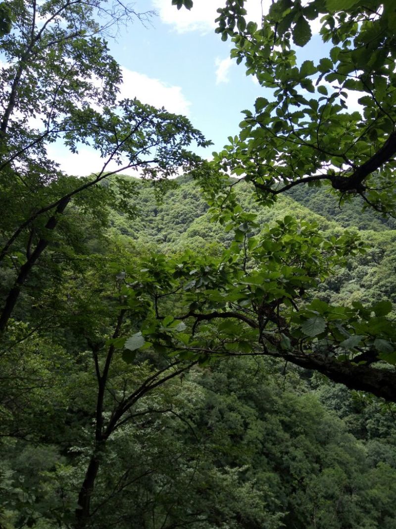 土蜂蜜2斤