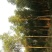 香樟8~10cm10~12cm8~10cm3.5~4