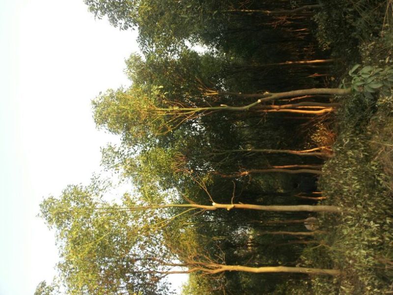 香樟8~10cm10~12cm8~10cm3.5~4