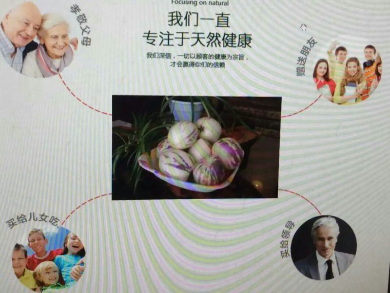 人参果4~5两以上