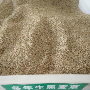 多年生黑麦草