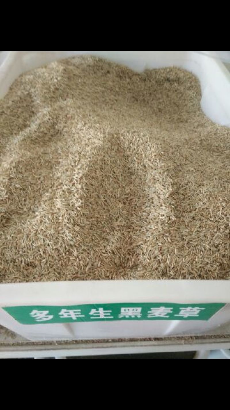 多年生黑麦草