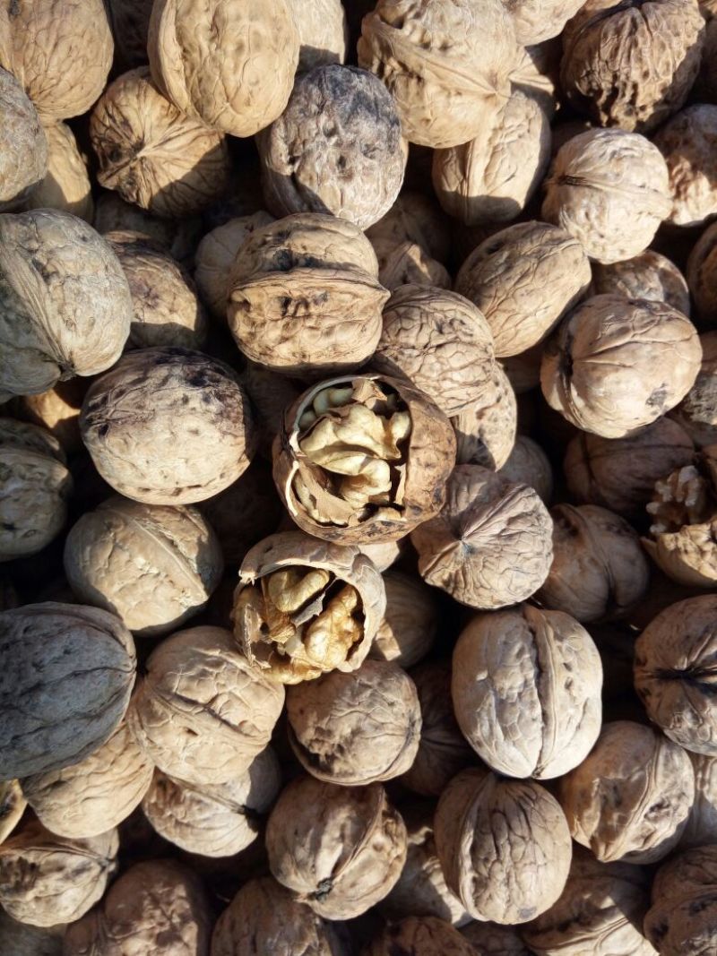 薄皮核桃30mm以上去皮干