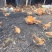 固始土鸡苗