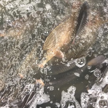 池鲤鱼1~2公斤食用