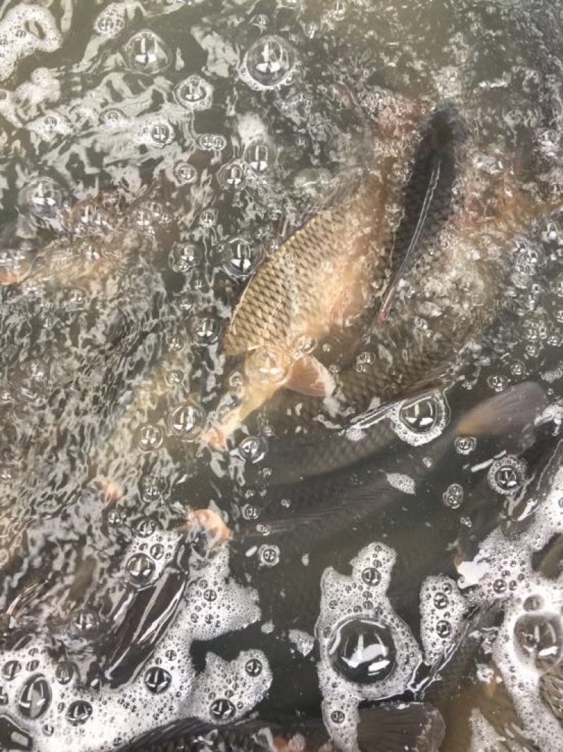 池鲤鱼1~2公斤食用