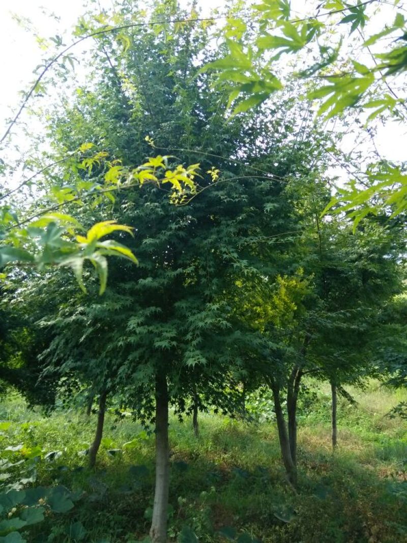 鸡爪槭苗80~100cm