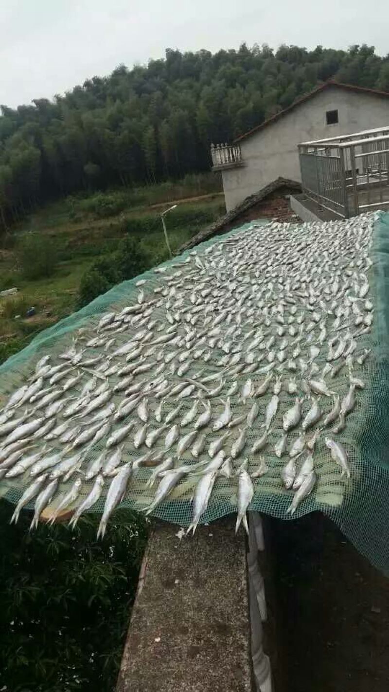 刁子鱼干