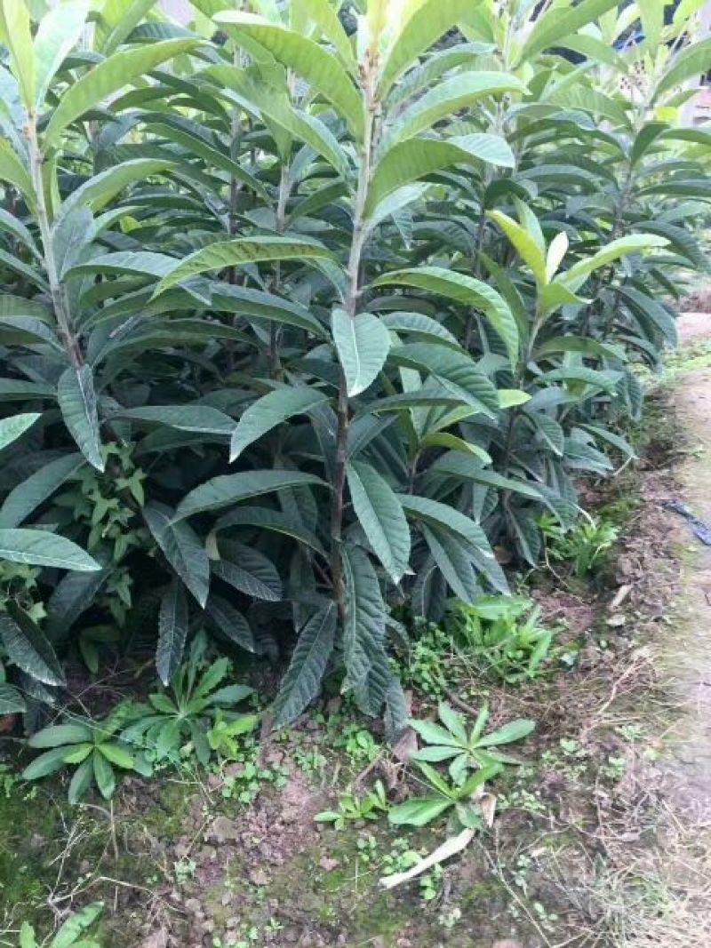 枇杷树苗30~50cm