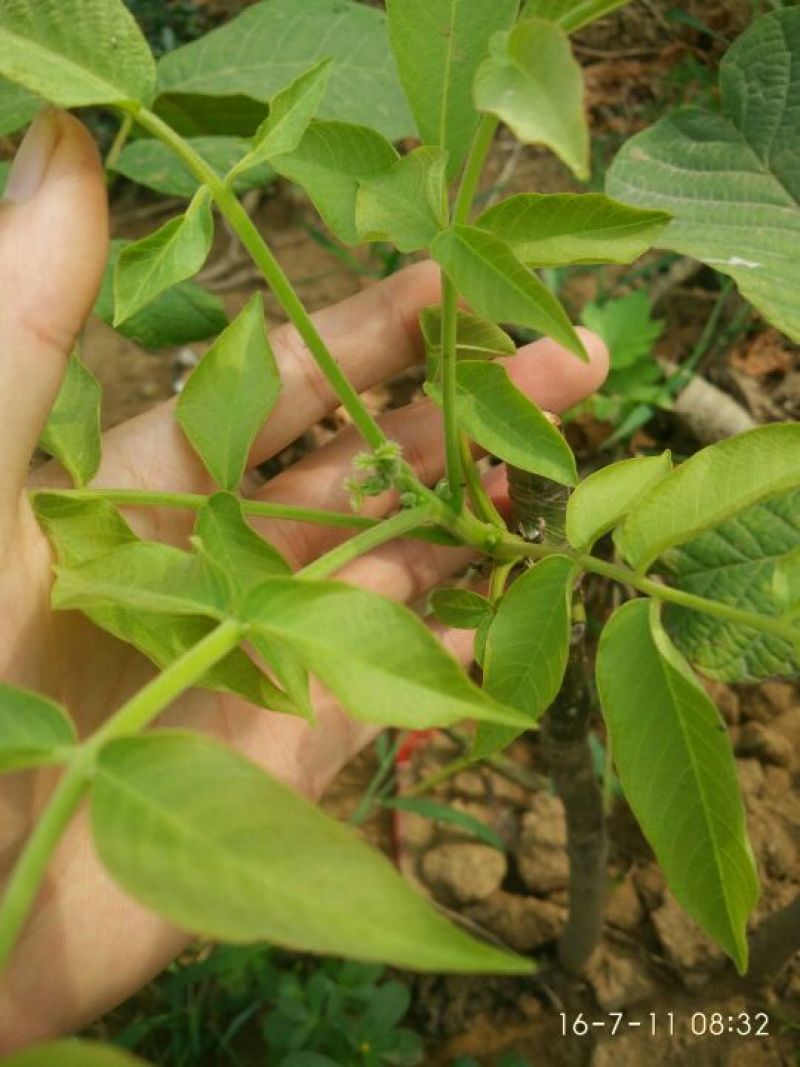 辽核1号核桃苗50~100cm二年苗