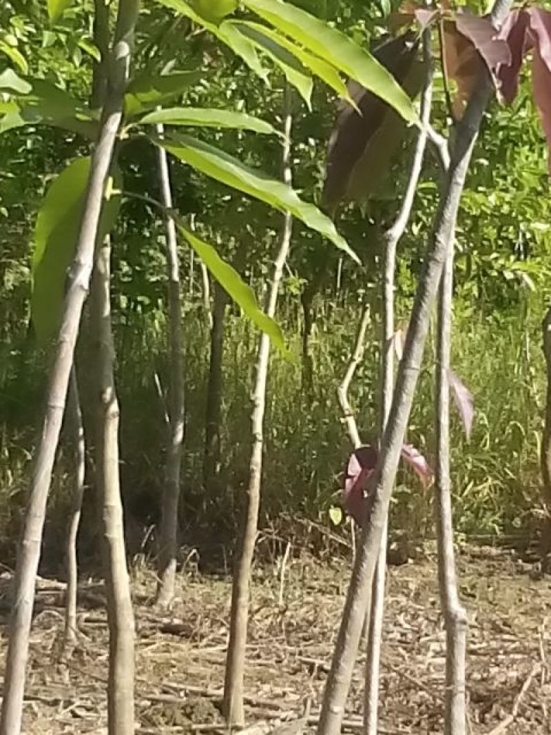 芒果树