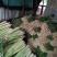 香茅，泰国香茅，越南香茅，基地供货，量大更优惠
