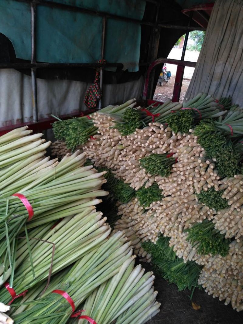 香茅，泰国香茅，越南香茅，基地供货，量大更优惠