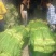【优选】南宁良庆大叶韭菜大量上市中产地直发欢迎致电
