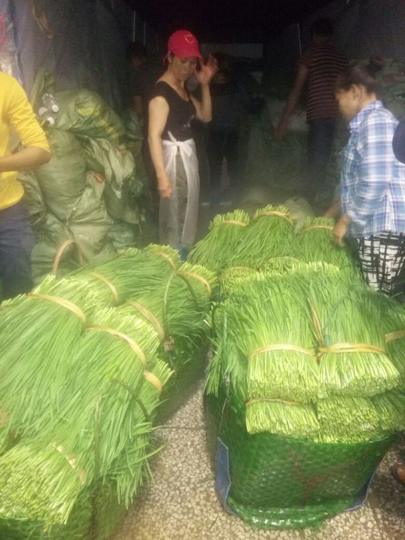 【优选】南宁良庆大叶韭菜大量上市中产地直发欢迎致电