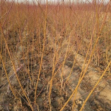 桃树苗自家育苗基地品种质量保证根系发达种植面积达300亩
