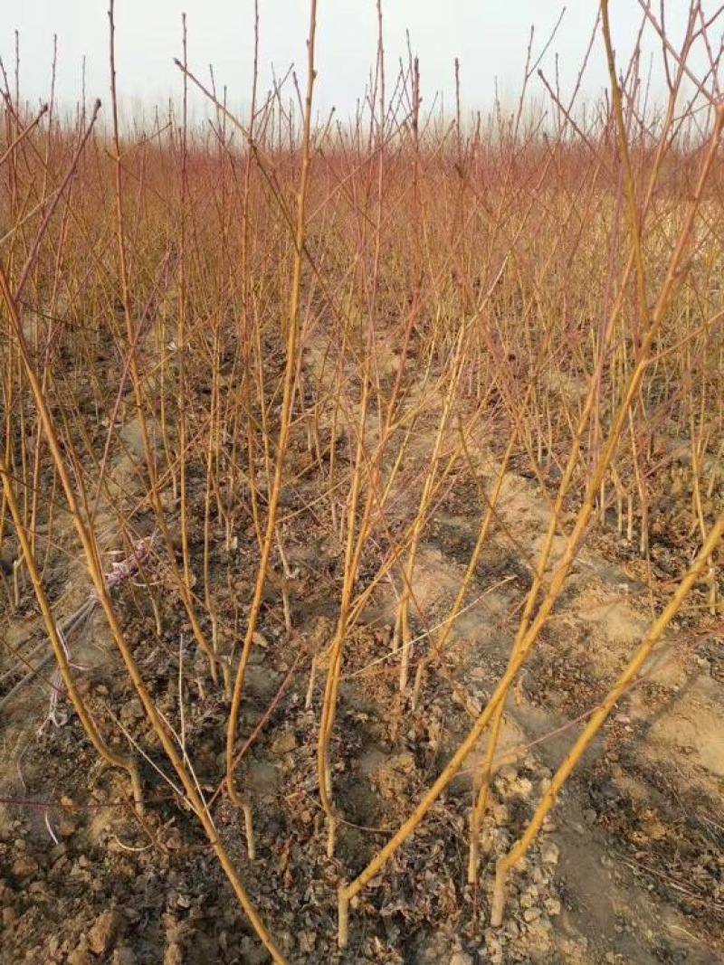 桃树苗自家育苗基地品种质量保证根系发达种植面积达300亩