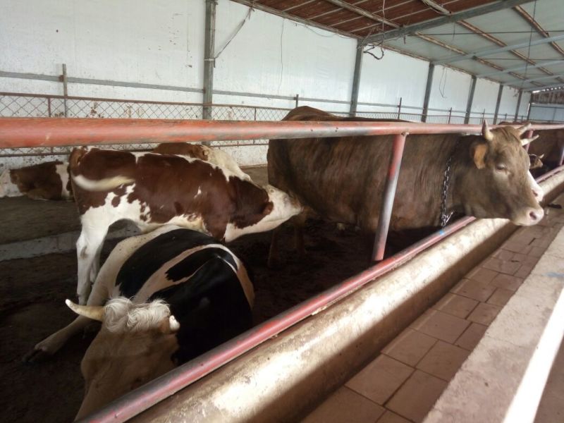 西门塔尔牛犊100~200kg