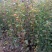 梨树苗0.8~3cm150~200cm