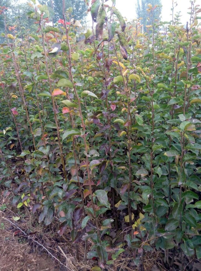 梨树苗0.8~3cm150~200cm
