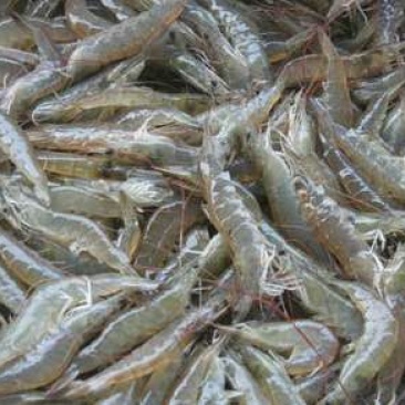 河虾活虾13~15只/kg