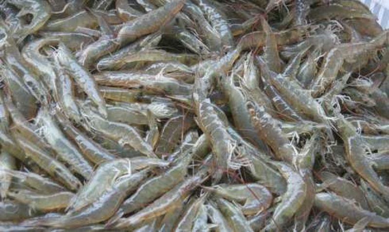河虾活虾13~15只/kg