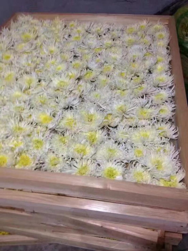 白菊花茶